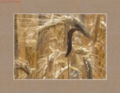 ergotamine toxicity image drugs images ergotamine toxicity image drugs images